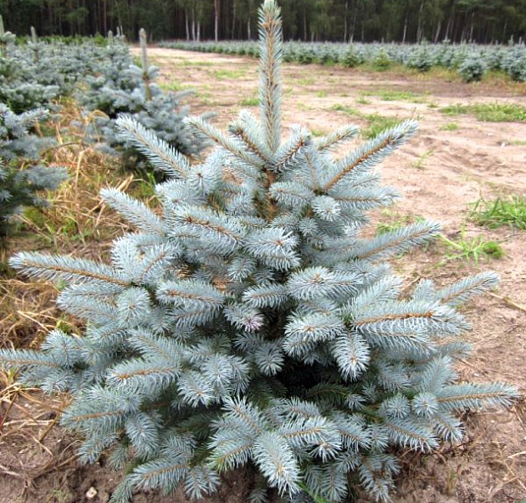 Ель колючая 'Беби Блю Ай'